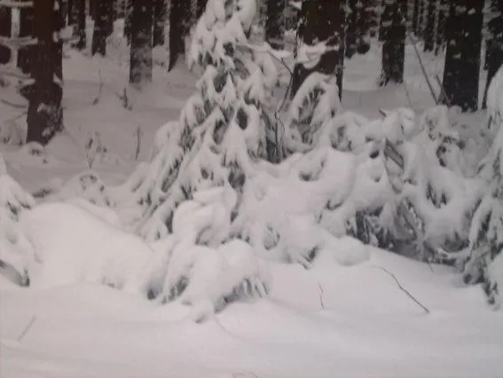 Daire Bodehexe 2 Braunlage